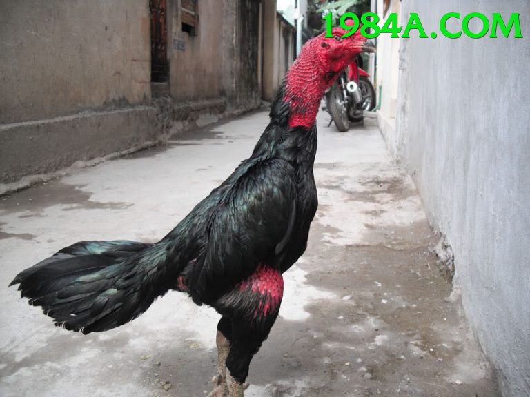 Đá Gà Trực Tiếp - vc88